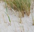 Theho Nest Dune