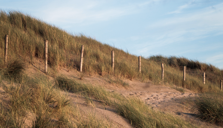 Theho Nest Dune