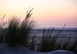 Theho Nest Dune