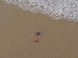 Theho Nest Dune
