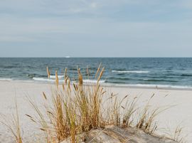 Theho Nest Dune