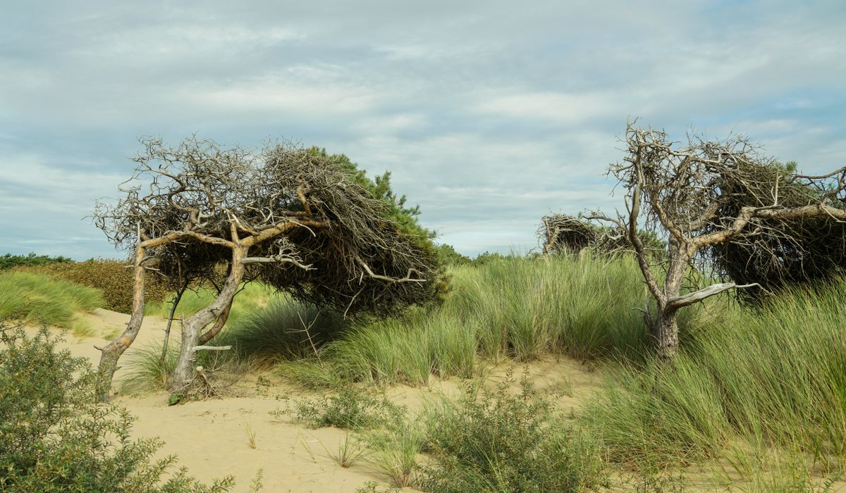 Theho Nest Dune