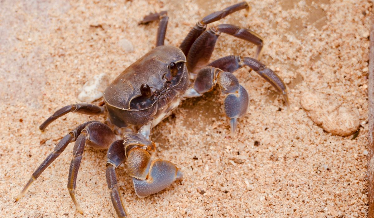 Theho Nest Dune