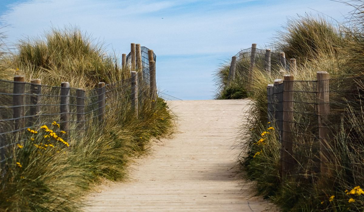 Theho Nest Dune